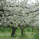 La bellezza nasce dal silenzio